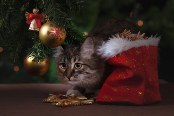 How Cats Make Christmas Even Better